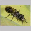 Pemphredon sp Grabwespe 03 9mm.jpg